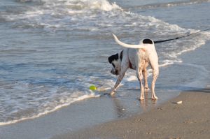 are dogs allowed on brevard county beaches