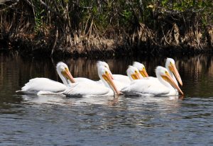 Flock of White Birds