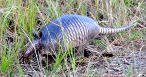 Merritt Island Armadillo