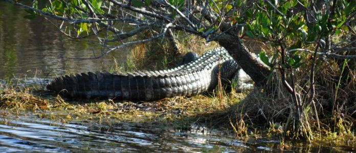 Alligator Tail