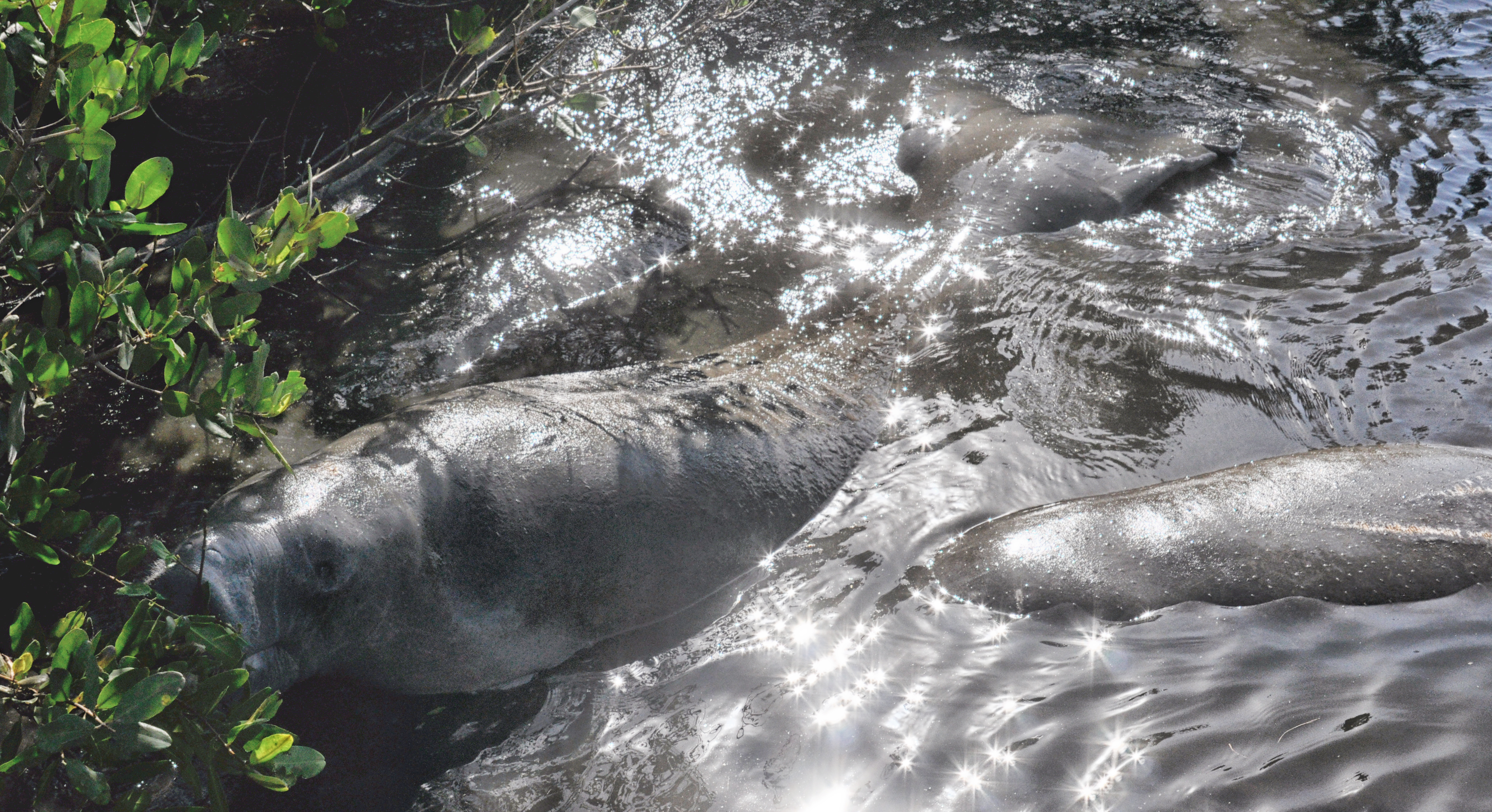 Manatees Eating