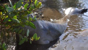 Manatee Eating