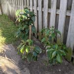 Avocado Trees, March