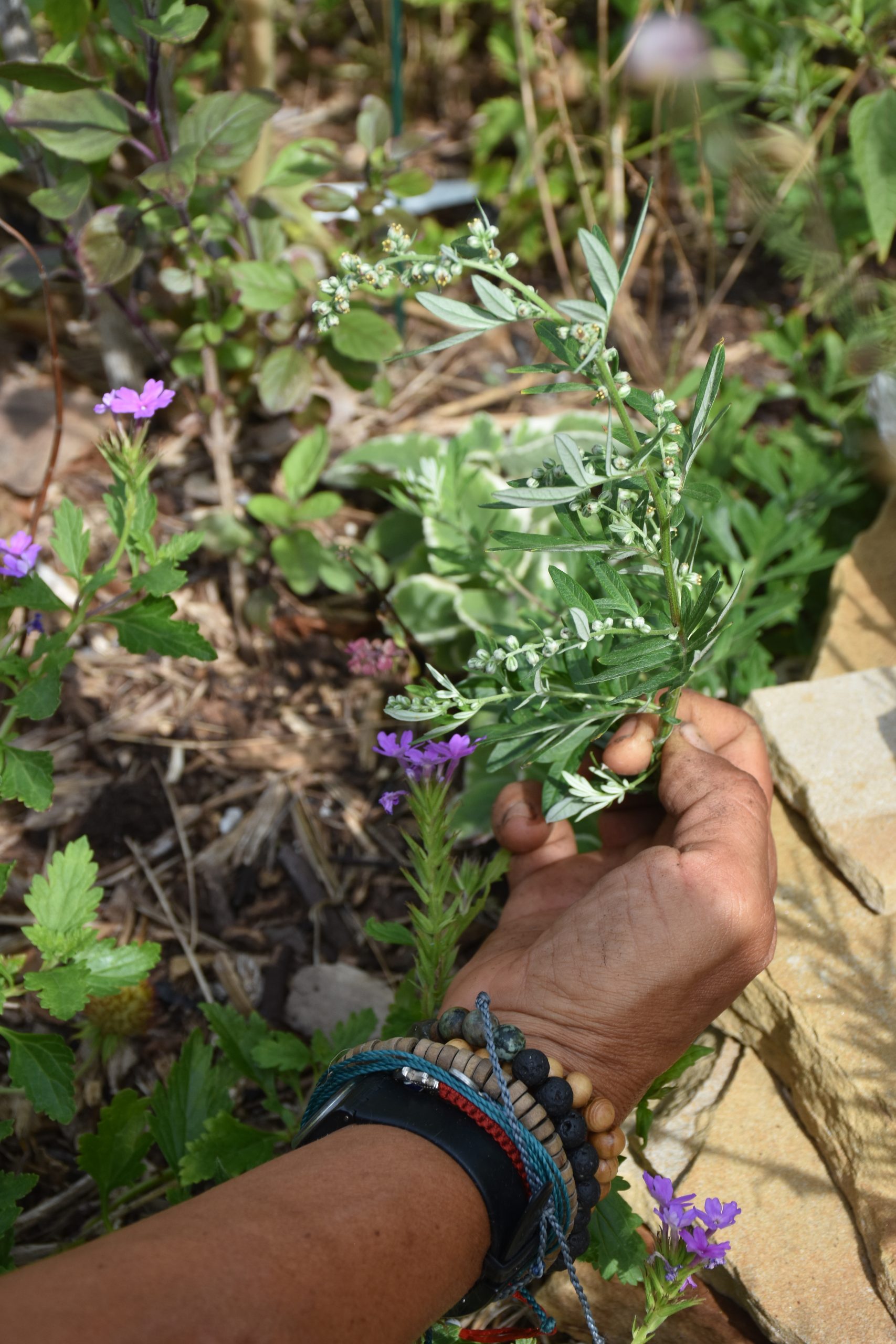 Banana River Yard Herbs