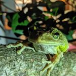 Cuban Tree Frog