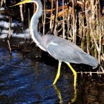 Wading Bird