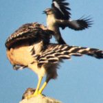 Mockingbird Attacking Hawk