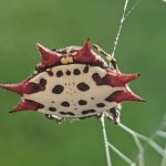 Spiney Orb Weaver