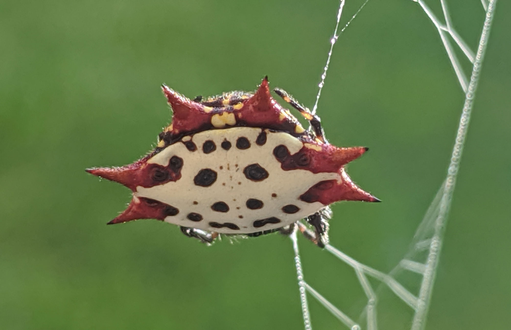 Spiney Orb Weaver