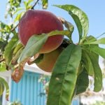 Tropic Beauty Peaches, Almost Ripe, April