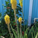 Aloe Spikes, April