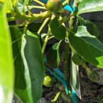 Tiny Avocado Fruit, April