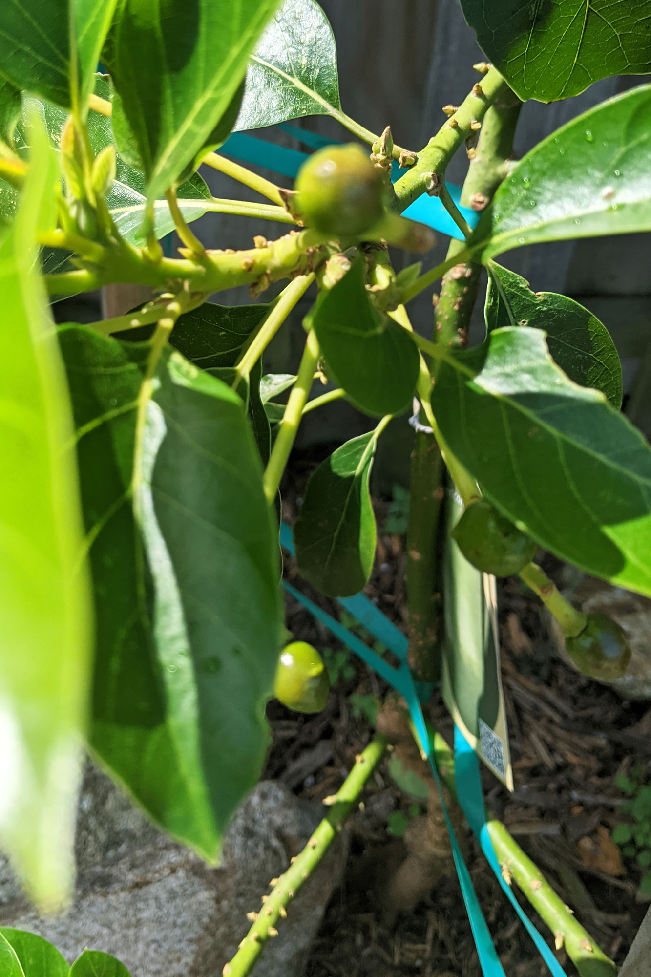 Tiny Avocado Fruit, April