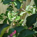 Barbados Cherry Flowers, April 27, 2021