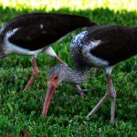 birds-in-yard