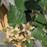 Blackberries, April