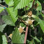 Small Blackberry Fruit, April 27, 2021