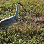 Cranes at the Dump