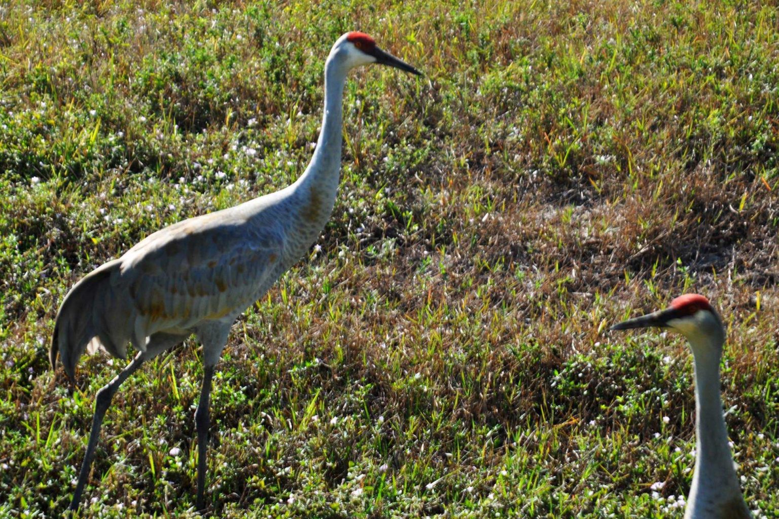 Birds in Brevard ~ Visit Brevard Florida