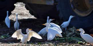 Birds in Brevard Birds at the Dump