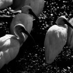 Flock of White Birds