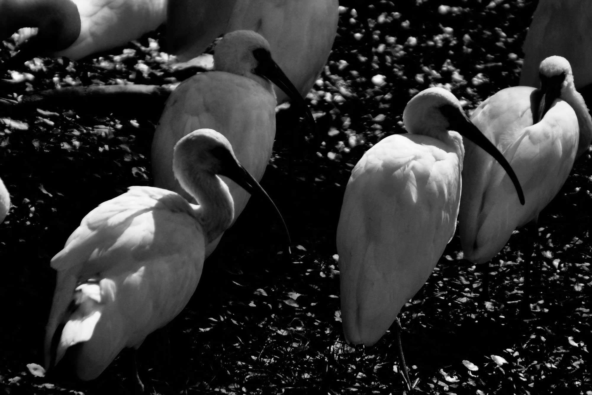 Flock of White Birds