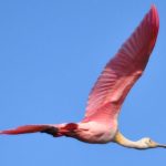 Flying Pink Bird