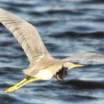 Flying Gray Bird