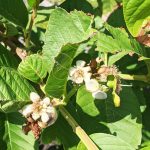 Guava Flowers April