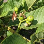 Guavas Growing in April