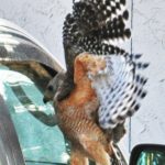 Hawk Attacking Car