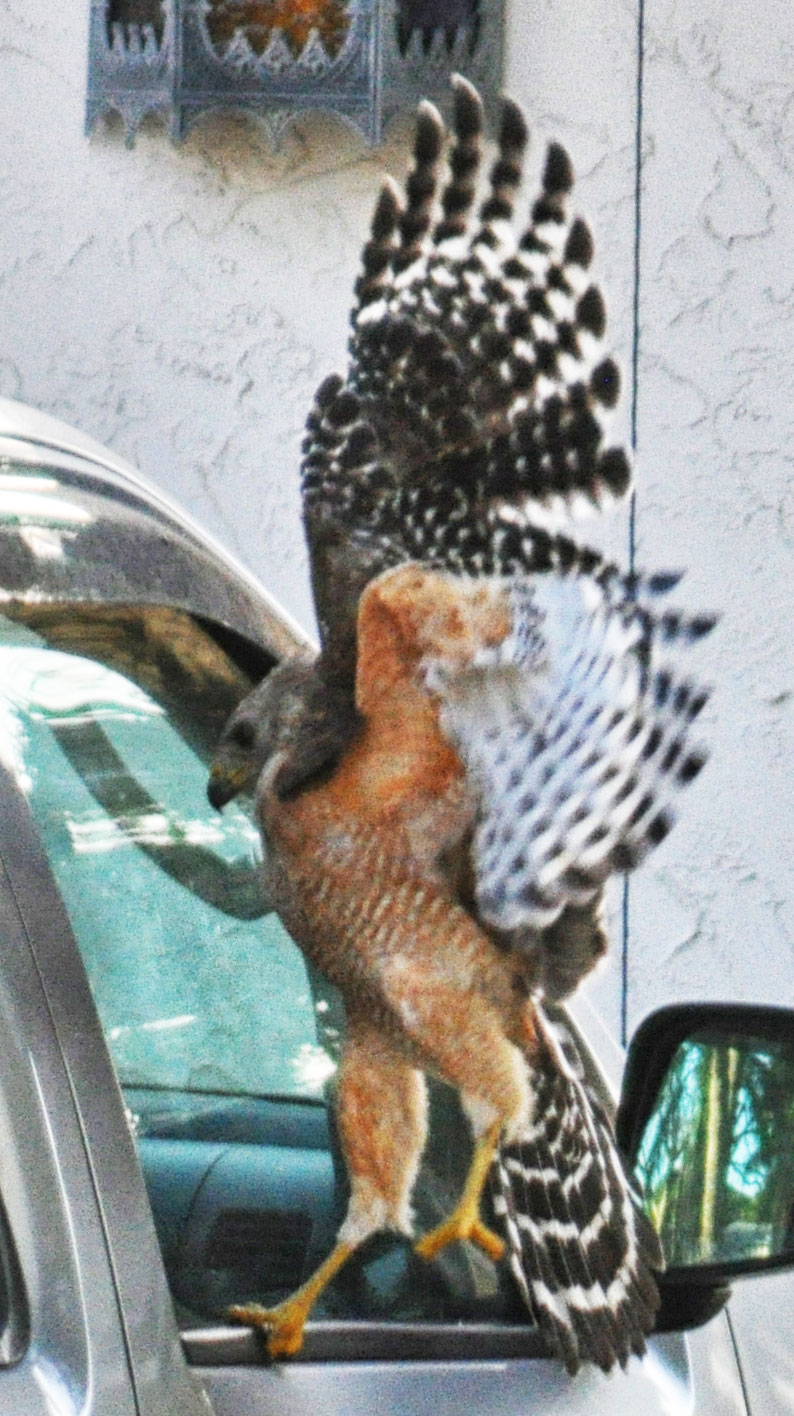 Hawk Attacking Car