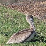 Pelican Injured by Road