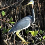 Wildlife Refuge Bird