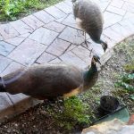 Peahens in Our Yard