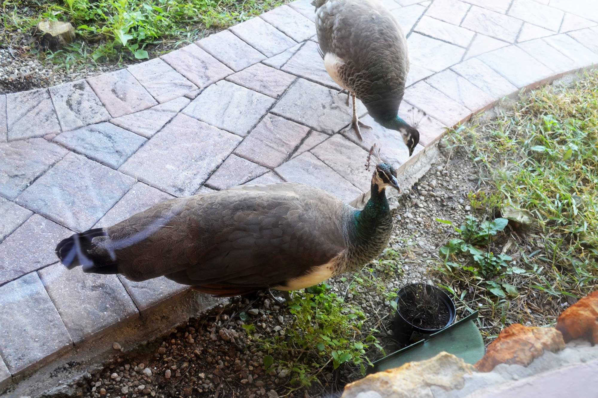 Peahens in Our Yard