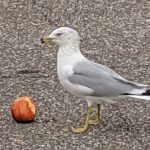 Seagull with Fruit