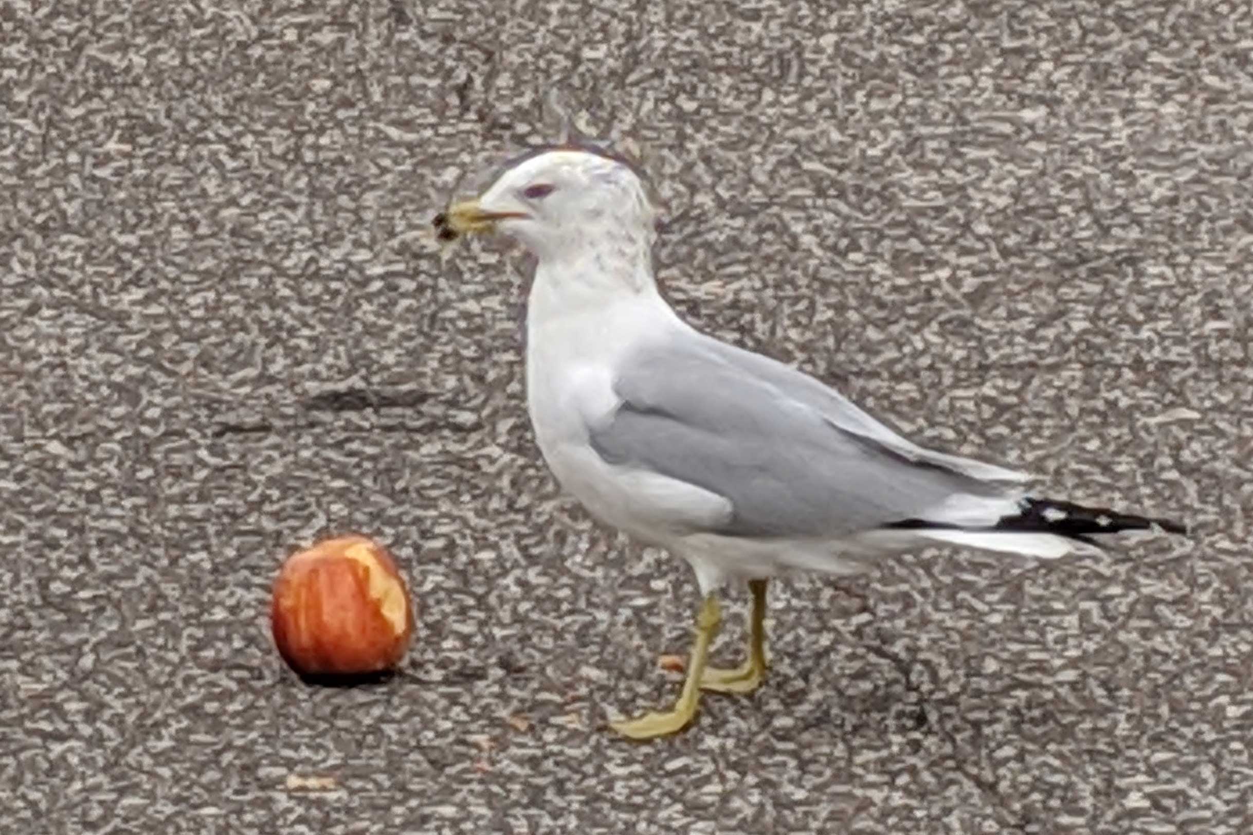 Seagull with Fruit