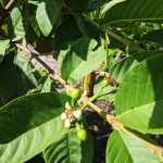 Growing Guavas, April