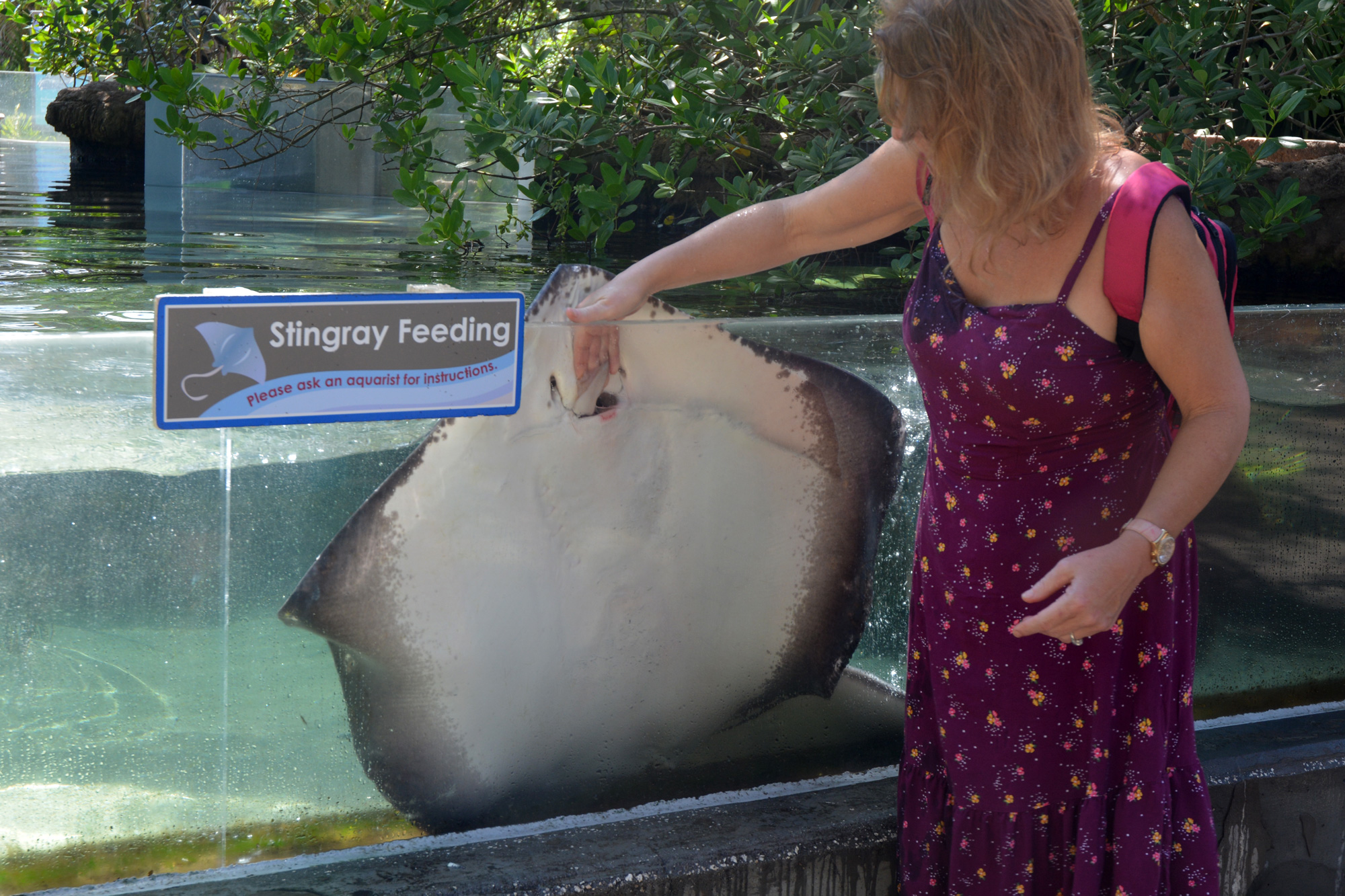 Feeding Stingrays