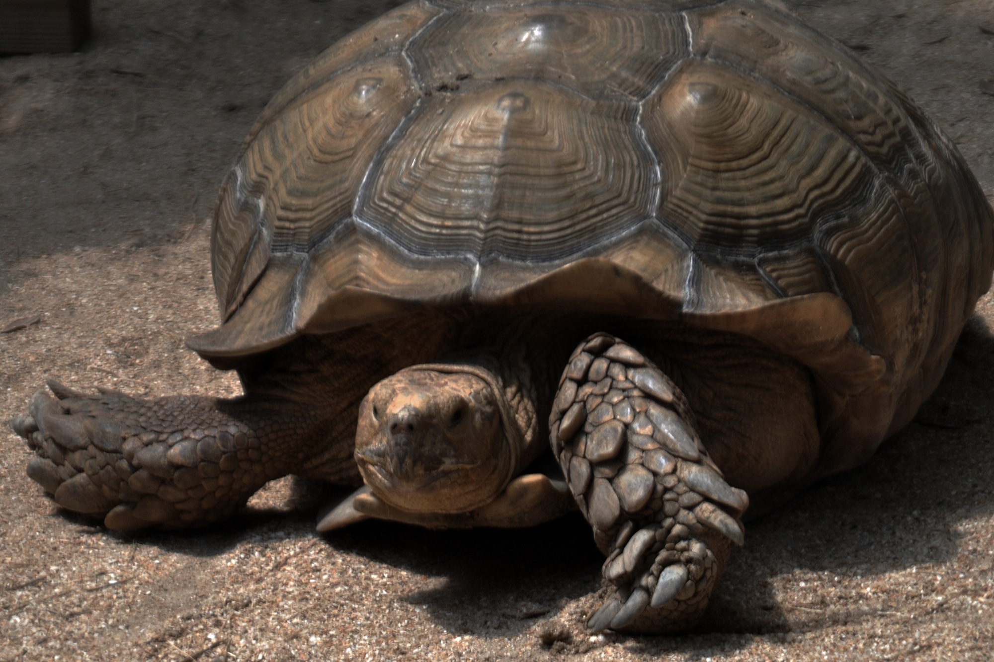 Tortoise in Petting Zoo