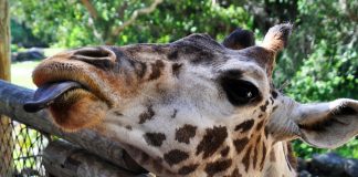 The Brevard Zoo Giraffe