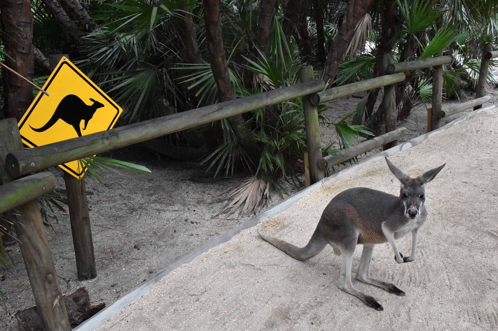 Kangaroo Crossing