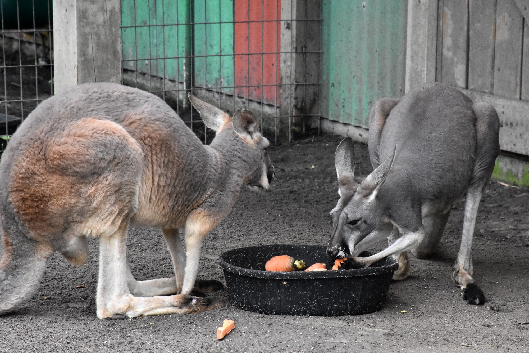 Kangaroos Eating
