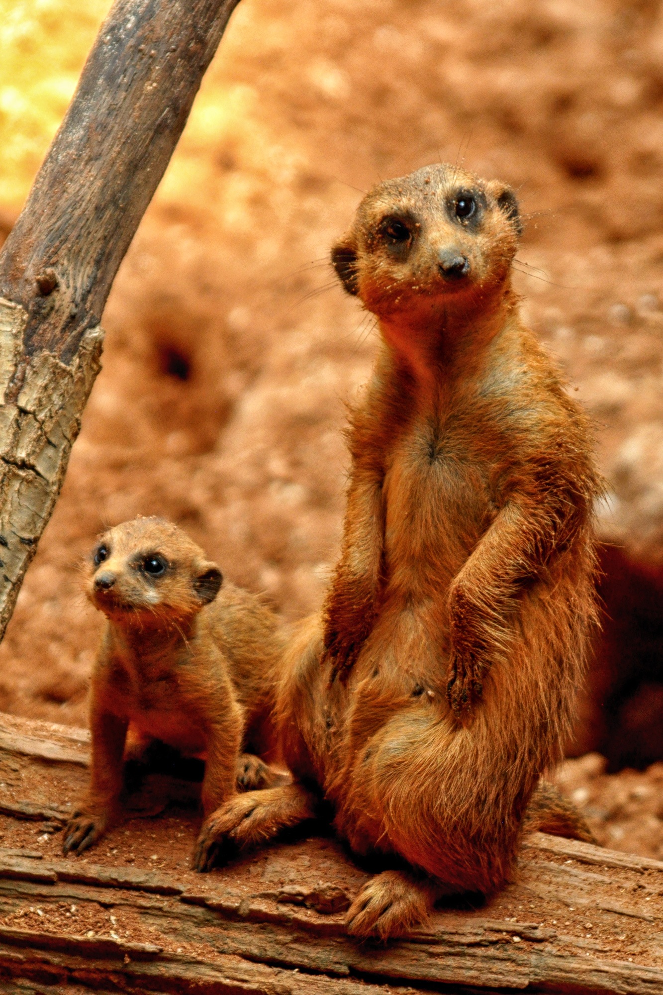 Meerkats