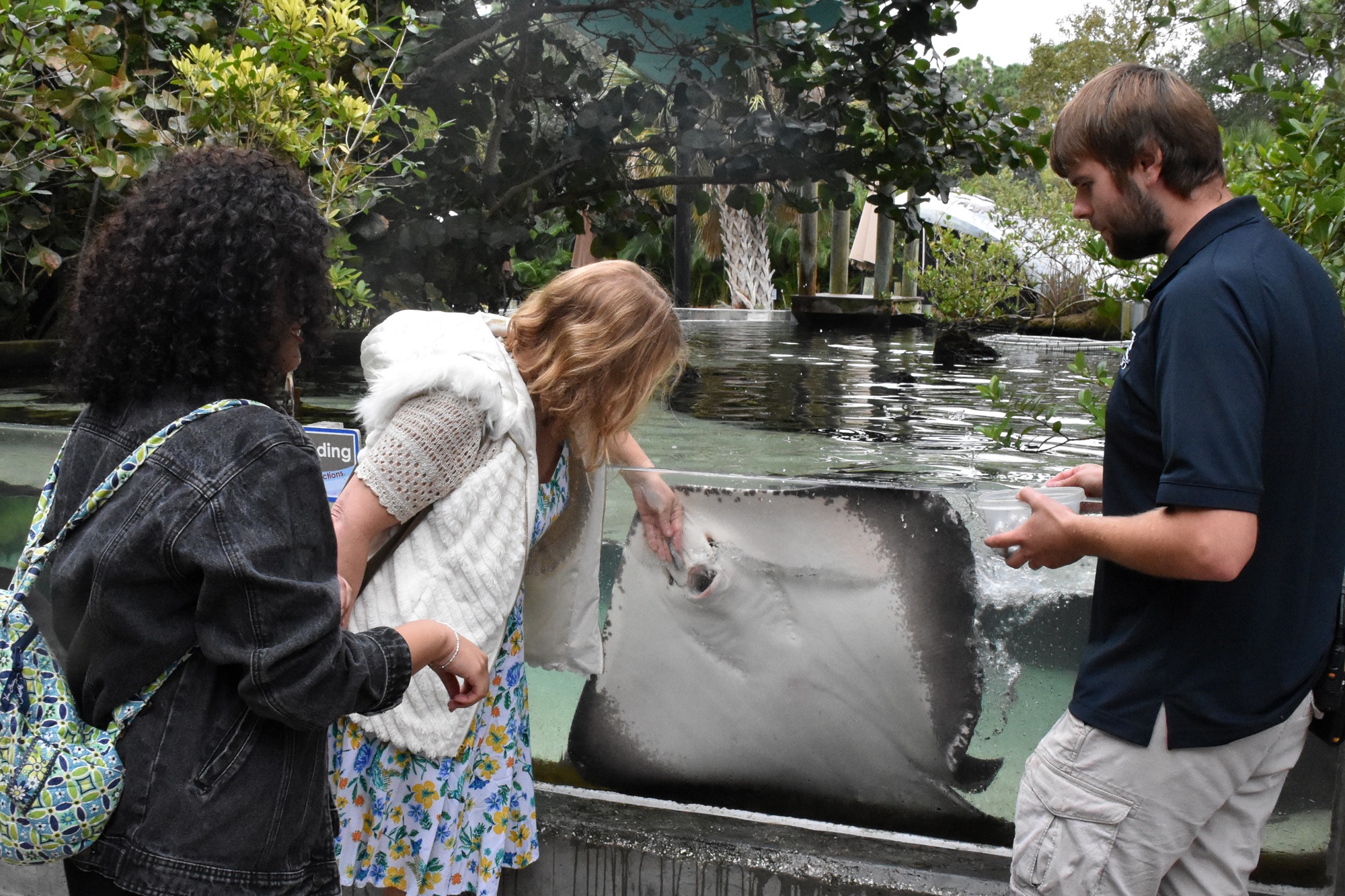 Feeding Stingrays